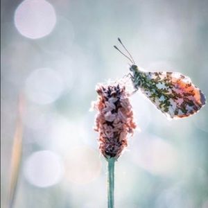 Meet your Posher, Conor